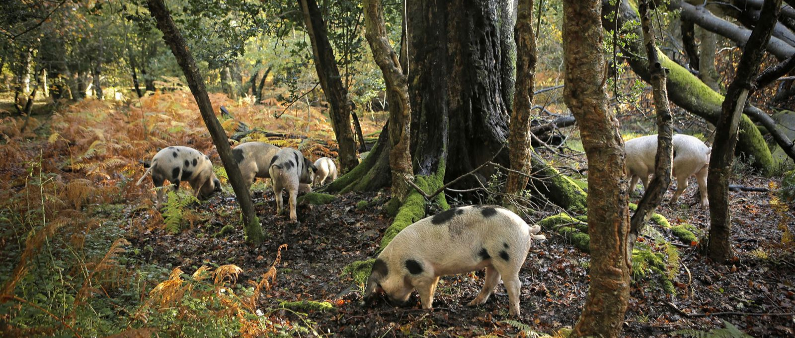 Pannage in the New Forest 